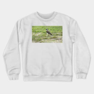 4212015 gull Crewneck Sweatshirt